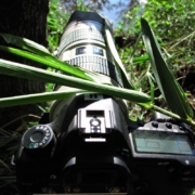 Canon 5D Mark II outside with green foliage