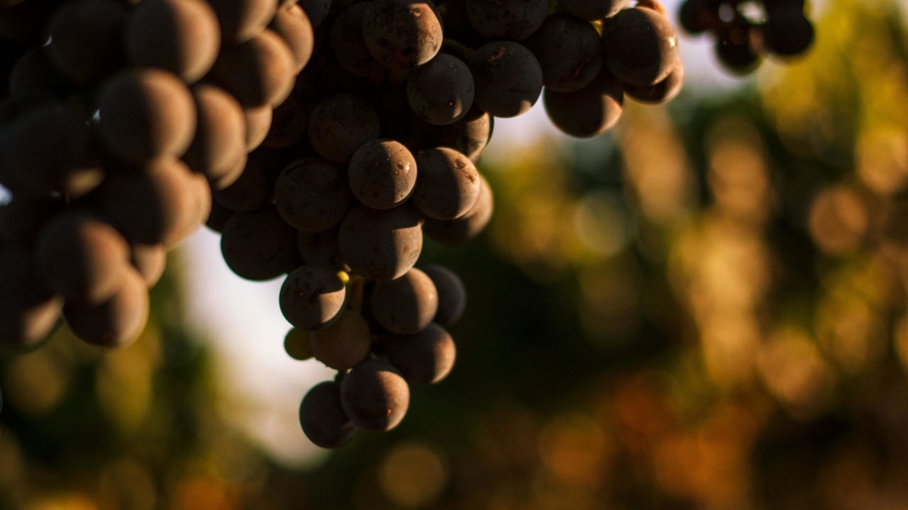 Close up of grapes in Esfuerzo documentary