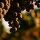 Close up of grapes in Esfuerzo documentary