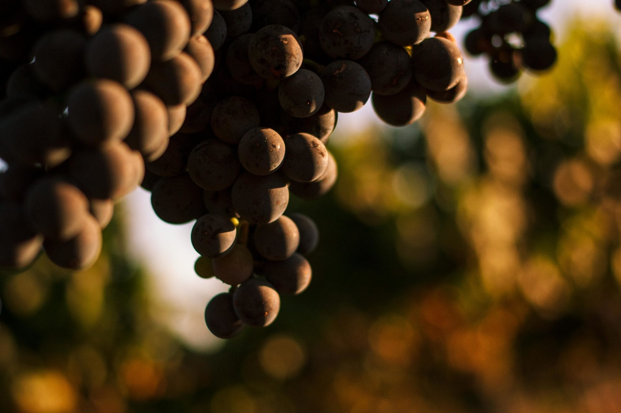Close up of grapes in Esfuerzo documentary