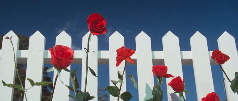 The use of the color blue in Blue Velvet (1986) | De Laurentiis Entertainment